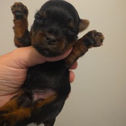 Ocean - Black and tan male Yorkshire Terrier puppy in Clermont, Florida from Bella's Prissy Butts