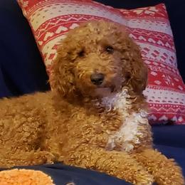 Woody - Goldendoodle