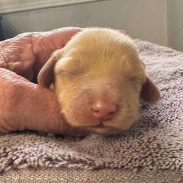 Miranda - Red female Dachshund puppy in Knoxville, Tennessee from East TN Dachshunds