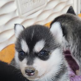 Siberian Husky Puppies from Spirit of the Moon Siberians