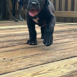 Dark Blue Collar Female - Black female Cane Corso puppy in Jasper, Alabama from C&M Cane Corso