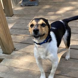 Krawl the Warrior King - White and black Russell Terrier puppy in Missouri from Royal Russells Ranch