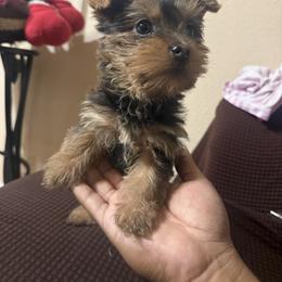 Girl 1 - Black and tan female Yorkshire Terrier puppy in Pomona, California from Lunio's Yorkies