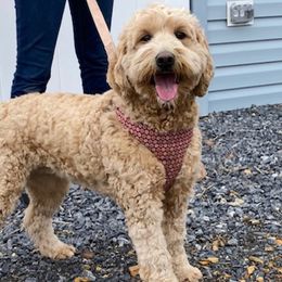 Star - Goldendoodle