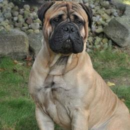Bosley - Bullmastiff