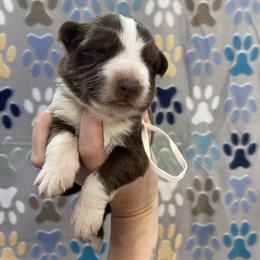 Girl 5 White collar - Panda female German Shepherd puppy in Pelham, North Carolina from P & P Shepherds