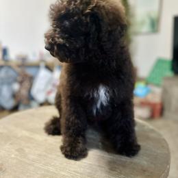 Houndour - Chocolate female Goldendoodle puppy in Twin Falls, Idaho from Burrow & Bone