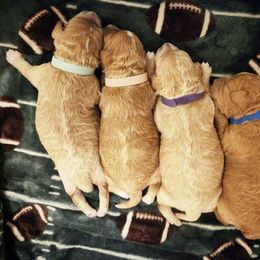 Aussiedoodle, Goldendoodle, and Miniature Australian Shepherd Puppies from Clover Bar Kennels