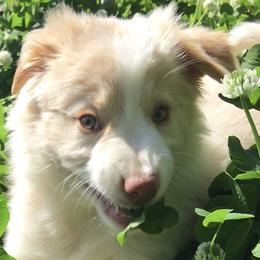 Border Collie Puppies from Salvatore Maida