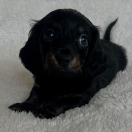 Rocky Jr. - Black and cream male Dachshund puppy in Long Beach, California from Mini Dachshund Pups LB