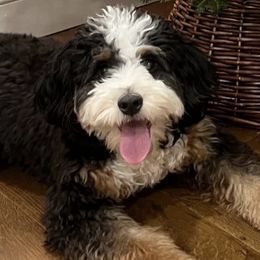 Aussiedoodles, Bernedoodles, and Goldendoodles from Doodle Paws Pups
