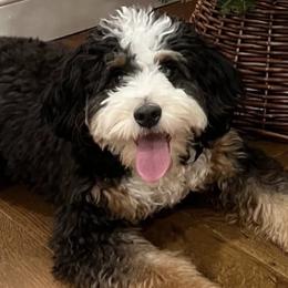 Aussiedoodles, Bernedoodles, and Goldendoodles from Doodle Paws Pups