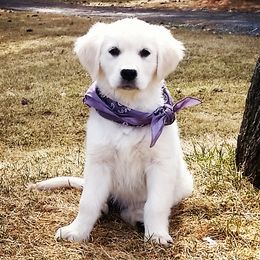 Goldendoodles and Golden Retrievers from So Lucky Farm Goldendoodles