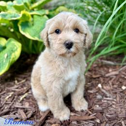 Roman Candle - Yellow and white male Bernedoodle puppy in Midland, Michigan from Northern Charm Farm