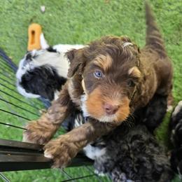 Hazel - Tri-color female Bernedoodle puppy in Malden, Illinois from Doting Doodles