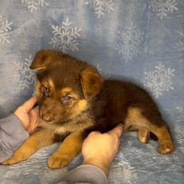 Pink color - Liver female German Shepherd puppy in Marion, Ohio from Legacy K9’s
