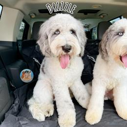 Drizzle - Parti male Double Doodle puppy in Southwest Ranches, Florida from Dandy Doodle Ranch