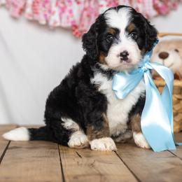 Acadia - Tri-color male Bernedoodle puppy in St Joe, Indiana from Pawsh Bernedoodles