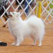 Bree - American Eskimo Dog