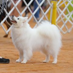 Bree - American Eskimo Dog