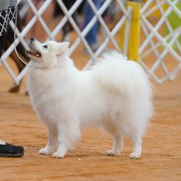 Bree - American Eskimo Dog