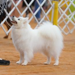 Bree - American Eskimo Dog