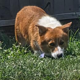 Rudy - Pembroke Welsh Corgi