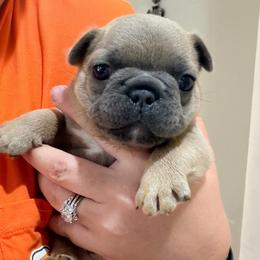 Brennan - Fawn male French Bulldog puppy in Delhi, Louisiana from 4T Ranch