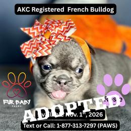 Janet - Tricolors female French Bulldog puppy in Michigan from Fur Baby Farms