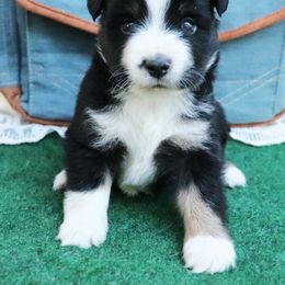 Jubilee - Black tri female Miniature Australian Shepherd puppy in Ennis, Texas from God’s Little Aussies