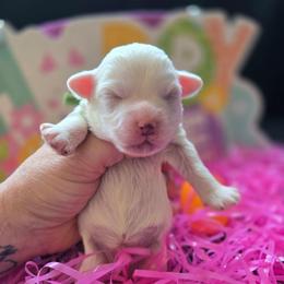 Olaf - White male Maltipoo puppy in Sahuarita, Arizona from Cowgirl's Legacy Maltipoos
