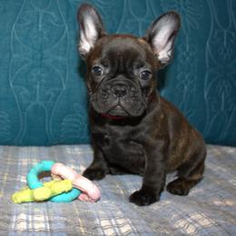 Lucy - Brindle female French Bulldog puppy in Salem, Alabama from Millander Bullies  French Bulldogs