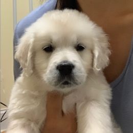 Goldendoodle and Poodle Puppies from Gloriasgoldendoodles
