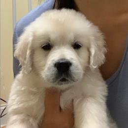Goldendoodle and Poodle Puppies from Gloriasgoldendoodles