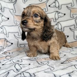 Dipsy - Cream male Dachshund puppy in Hornbeck, Louisiana from A&Z Mini Dachshunds