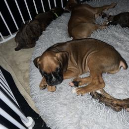 Boxer Puppies from Reynolds Homestead Boxers