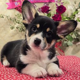 Girl 2 - Pembroke Welsh Corgi puppy from Three Heart's Pembroke Welsh Corgis