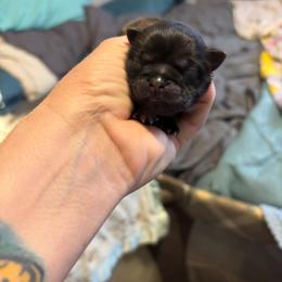 Red collar - Brindle male Shih Tzu puppy in Ethel, Mississippi from The Dog House