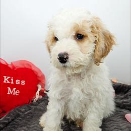 Chili - Red male Bernedoodle puppy in Granton, Wisconsin from Rose River Farms