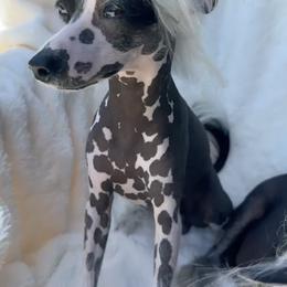 HANK - Chinese Crested