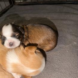 Belle - Brindle female Shih Tzu puppy in Rockmart, Georgia from Sonya Garrett