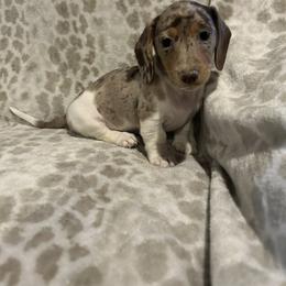 Dachshund Puppies from Carter's Kennels