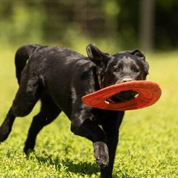 Labrador Retriever Puppies from Puzzles Labradors