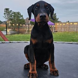Doberman Pinscher Puppies from Franklin Dobermans
