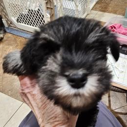 Black Collar Black and silver - Black and silver male Miniature Schnauzer puppy in Blountville, Tennessee from Maxwell House Schnauzers