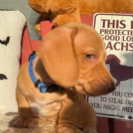 Kanga - Cream male Dachshund puppy in Homedale, Idaho from Jeff & Joette