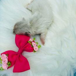 Lulu - White female Pekingese puppy in Plano, Texas from Dogs lovers