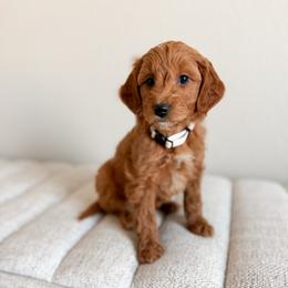 Grumpy - Brown Collar - Red  male Goldendoodle puppy in Billings, Montana from Montana Raised Doodles