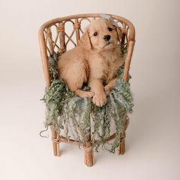 Golden Retriever Puppies from Brinton Goldens