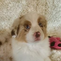 Girl 1 - Australian Shepherd puppy from Central Valley Australian Shepherd